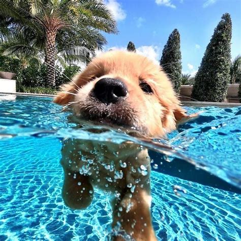 Golden Retriever Swimming Cute Dog Pictures Cute Dog Wallpaper Cute