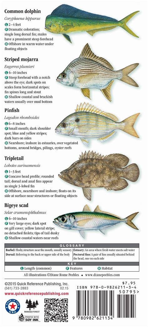 Saltwater Fish Species Identification Chart