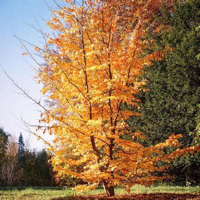 Een boom is een blikvanger, zorgt voor schaduw én kan ook inkijk beperken. Mooie bomen voor middelgrote tuin - Hydrocultuur planten