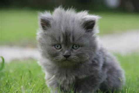 Grey takes awhile to get to know you but once he does, he's extremely friendly. persian kittens | Ladies Korner: Grey persian kittens for ...