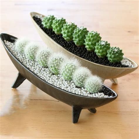 Some cacti may be able to live 10 years without water, not all of them. How Long Can a Cactus Live Without Water? in 2020 | Cactus ...