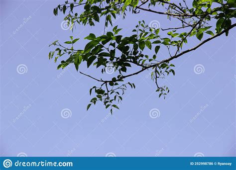 Green Leaves With Blue Sky Background Stock Photo Image Of Screen