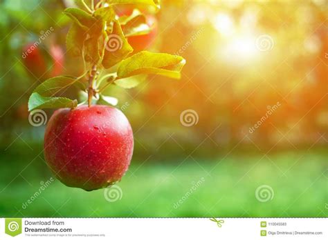 Ripe Red Apple Close Up With Sun Rays In The Background Stock Image