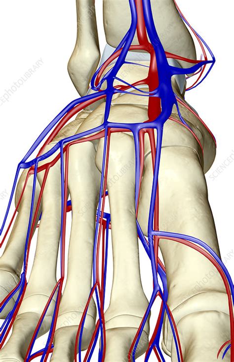 The Blood Supply Of The Foot Stock Image F0019065 Science Photo