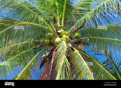 Coconuts On Palm Tree Closeup View Stock Photo Alamy