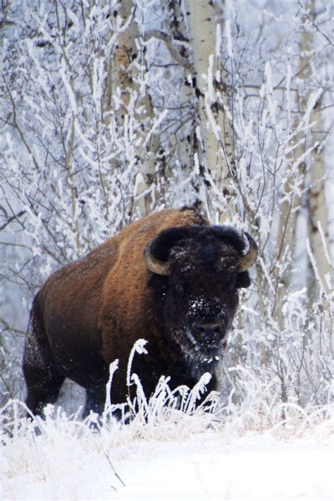 Giant Herds Of Bison Could Roam Banff National Park Banff National