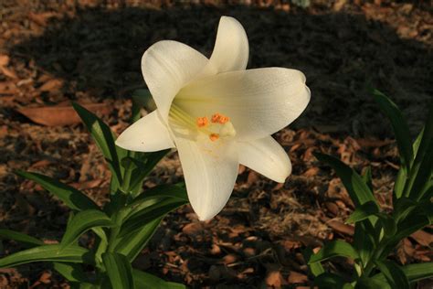 How To Plant Easter Lilies Outdoors