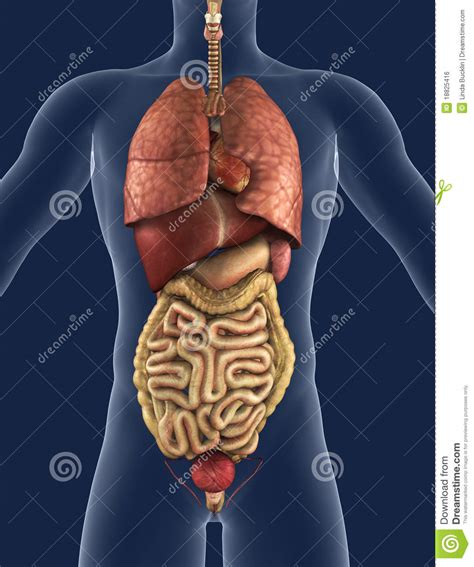 They are the heart, brain the two kidneys are located in the back of the abdomen on either side of the body. Internal Organs Front View Royalty Free Stock Image - Image: 18825416