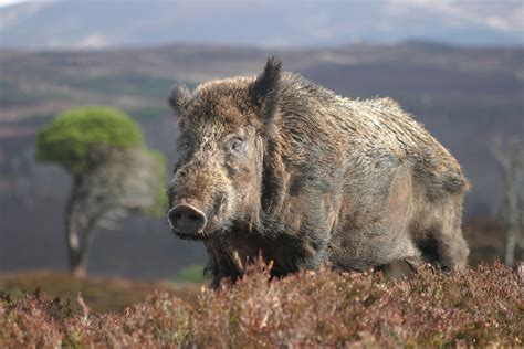 Wild Boar Wallpapers High Quality Download Free