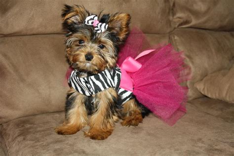 Tanner Traditions Outfits From Bellas Prissy Puppy Botique
