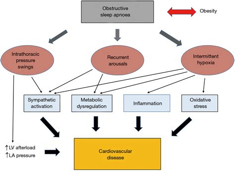 Mechanisms Of Cardiovascular Disease In Obstructive Sleep Apnoea Ryan