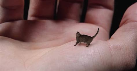 How Small Is The Smallest Cat In The World Cat Lovster