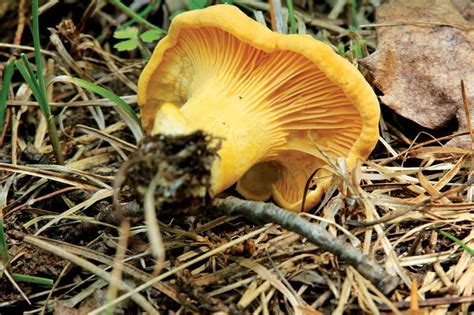 Mushroom Identification Guide Uk All Mushroom Info