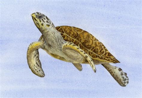 Npf worked in hawai'i volcanoes national park to protect its endangered hawksbill turtle population, and conduct park. Hawksbill Sea Turtle - Animals Affected by Climate Change