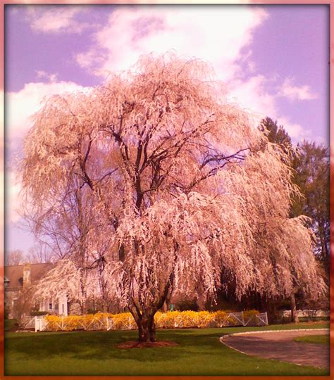 When do the flowers appear on a willow tree? Willow Tree, Very Pretty | 06880