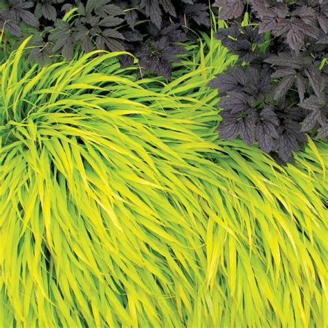 Check spelling or type a new query. Hakonechloa 'All Gold' | TERRA NOVA® Nurseries, Inc.