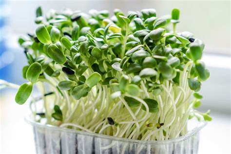 How To Grow Sprouts At Home A Beginners Guide Agri Farming