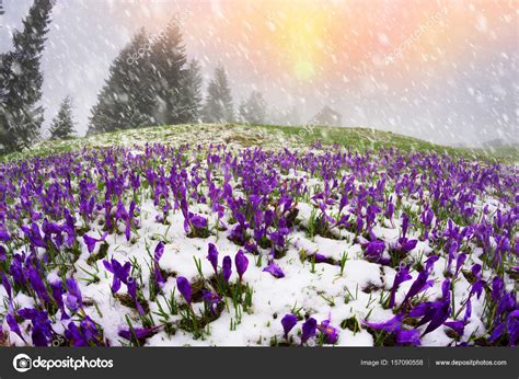 Snow Covered Field Of Crocuses Stock Photo By © 157090558