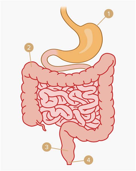 Don't work for food lion. Stomach Clipart Small Intestine - Digestive System Png ...