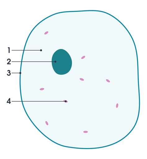 Simple Animal Cell Diagram Clipart Best