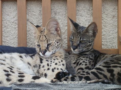They have plenty of space in canada apparently the most valuable bengals and the bengal cats for sale are the f1s. Savannah Cat Kitten Price. Savannah cat price & cost range ...
