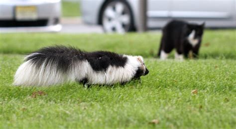 How To Get Rid Of A Skunk In Your Yard Step By Step Guide