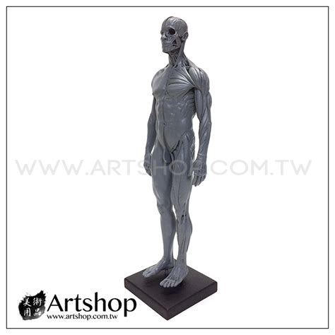 藝用人體解剖模型 16 男性素體 皮膚肌肉 灰色