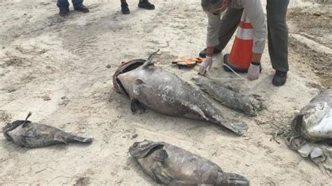 267 Tons Of Dead Sea Life Removed From Sanibel