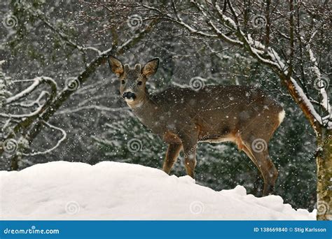 A Wild Roe Deer Capreolus Capreolus Male In A Snowfall In Wintery