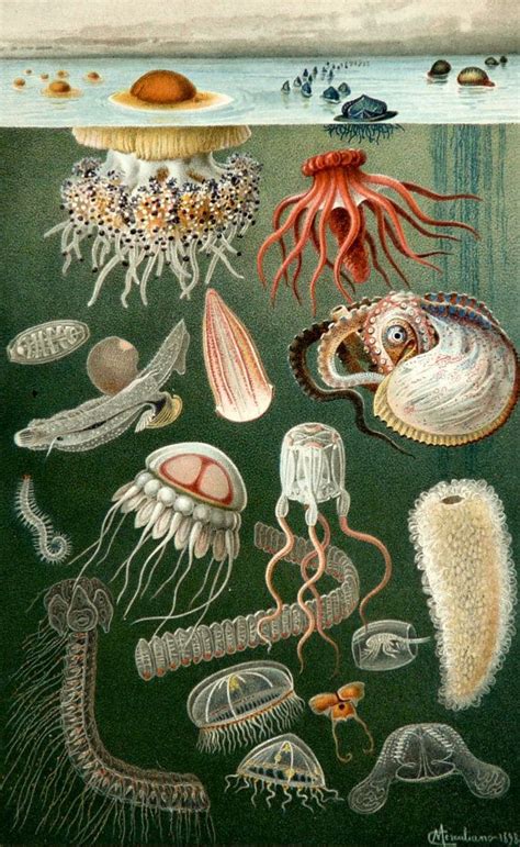 1898 Antique Fine Lithograph Of Sea Life By