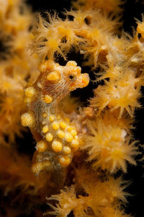 This Tiny Seahorse Has Mastered Its Domain
