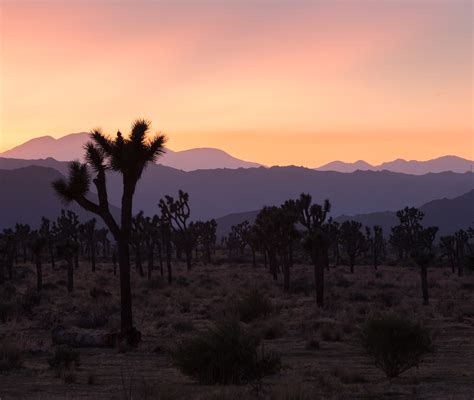 Chasing Sunrises And Sunsets In Joshua Tree — Sonja Saxe