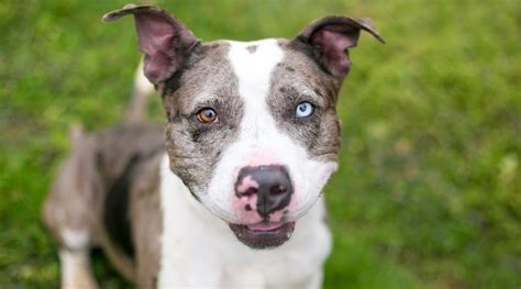 This will let him use up energy and engage his brain. Catahoula Leopard Dog & Pitbull Mix: Breed Info, Puppy ...