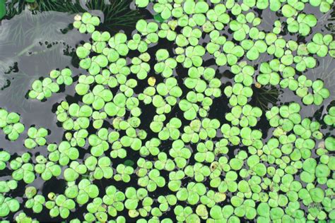 What Is Mankai Duckweed Benefits And How To Use