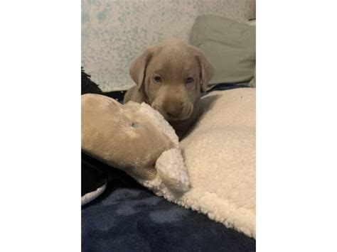 I want a puppy by: English Silver Labrador Puppy in Los Angeles, California - Puppies for Sale Near Me