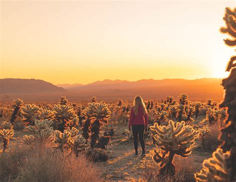 The Best 6 Joshua Tree Hikes For The Most Beautiful Views In This