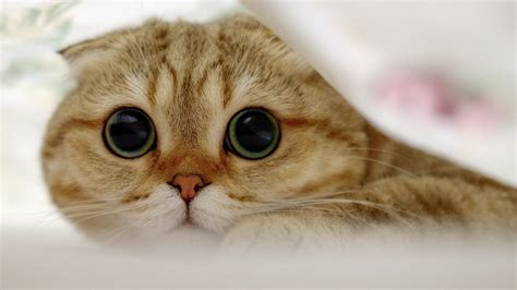 4k Cats Eyes Scottish Fold Glance Snout Whiskers Hd Wallpaper