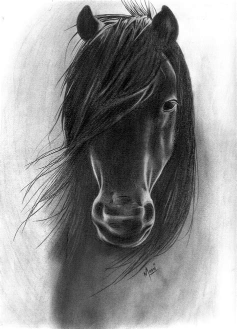 Horse Portrait In Charcoal Horse Art Drawing Horse Tattoo Design