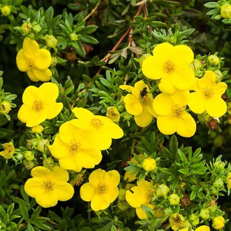 Summer Flowering Hardy Shrub Collection Yougarden