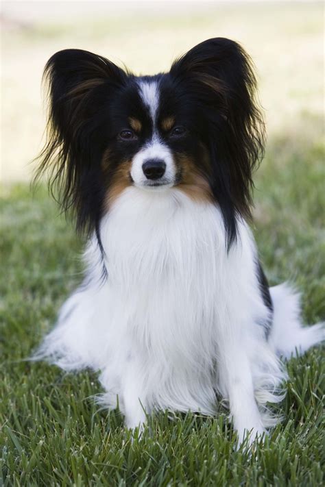Border Collies Top the List of the Smartest Dog Breeds | Dog breeds, Smartest dog breeds 