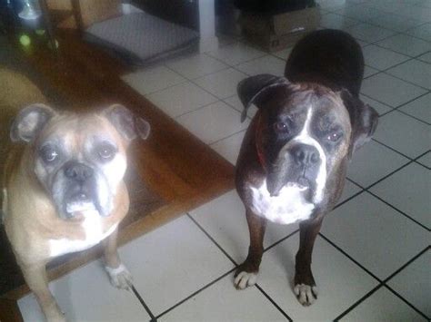 Two Brown And White Dogs Standing Next To Each Other On Tiled Floor In