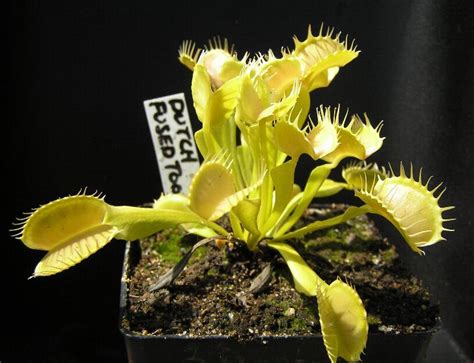 Know in details the four phases of the cycle, general symptoms before the cycle begins, and the important faqs that are helpful to you. A few favourite VFT Pics - Carnivorous Plants in ...