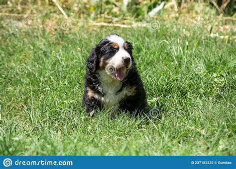 Berner Sennenhund Or Bernese Mountain Puppy Stock Image Image Of