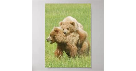 5x7 Poster Paper Matte Of Grizzly Bear Cubs
