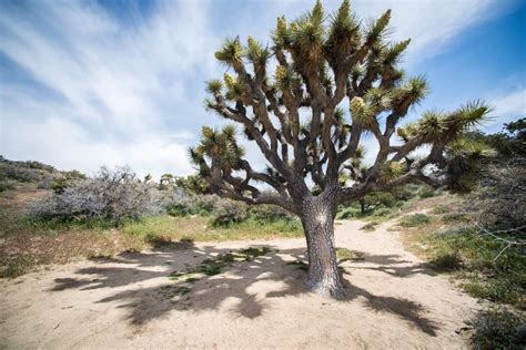 We've been referring to them as north joshua tree and south joshua. Joshua Tree Hikes (+ Other Things to do in Joshua Tree ...