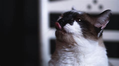 Download Wallpaper 1920x1080 Cat Tongue Protruding Funny Cute Pet