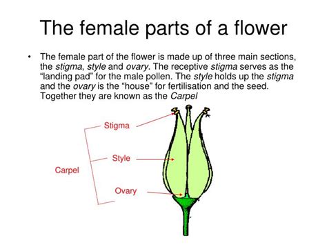 Male And Female Parts Of Gumamela Flower Adventures In Field Botany