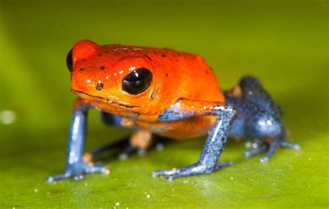 10 Weird Animals Of Costa Rica Weird But Beautiful Photos Reckon Talk