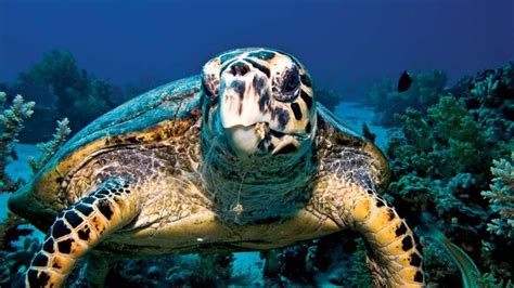 Hawksbill Turtle Britannica