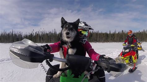 Snowmobile Riding Dog Rides 300kms In Northern Ontario Youtube
